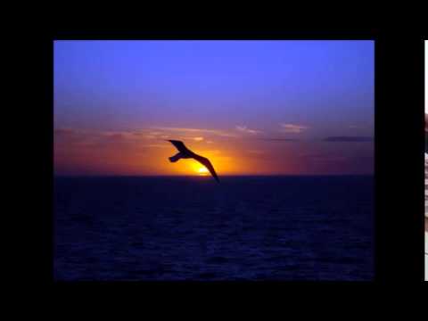 Pobre Gaviota - El Combo de Las Estrellas