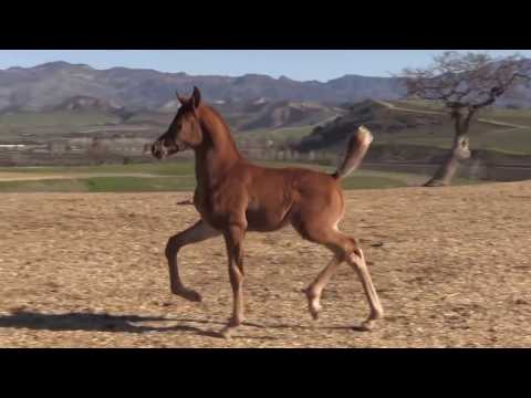 Monther al Nasser colt