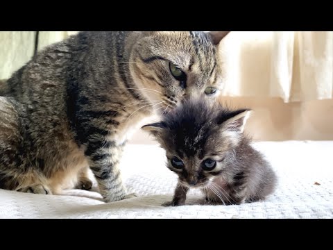 Great love of older cat groomed a naughty kitten while gently training him...
