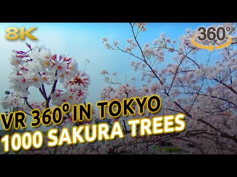 VIRTUAL REALITY in 1000 SAKURA TREES PARK in Tokyo, Japan [8K ASMR 3D audio]