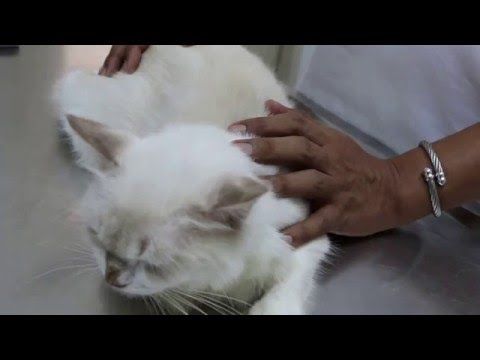 A beloved cat had rashes around the neck and ears Pt 1