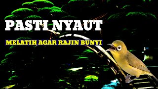 Download lagu Pasti Nyaut Melatih Agar Rajin Bunyi Masteran Kecial Kuning Gacor Kecial Macet Ciak Ciak Betina mp3