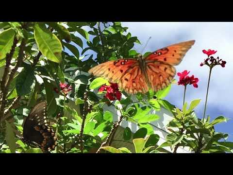 'Stopping by Butterflies, Remastered' by Siham Karami