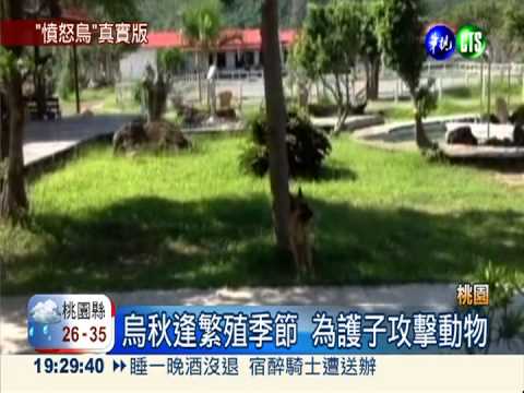 小黑狗被鳥追 報警求救逃過一劫