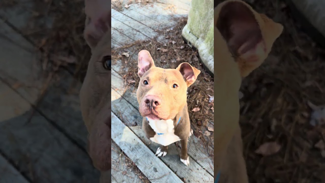 ALFIE, a ADOPTABLE mixed breed in Marietta, GA video 6/6