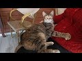 Tabby Cat Begins To Meow Loudly As Soon As She Recognizes Me