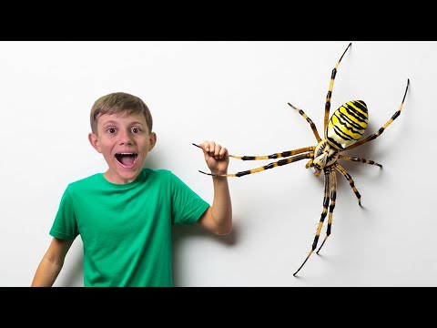 Поймал ПАУКА ОСУ! 🕷 Аргиопа Брюнниха — Опасен ли он для человека?