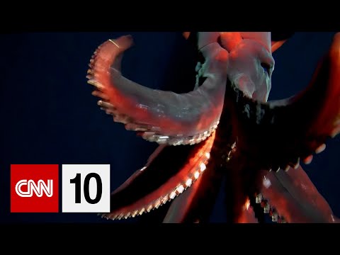 視頻拍攝到罕見的深海烏賊 (Rare deep-sea squid captured on video)