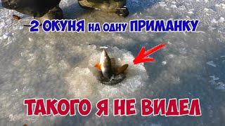 Ловля окунь первый лед