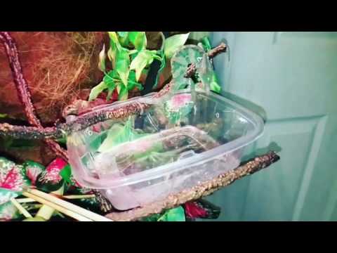 Tustep my Veild Chameleon eating