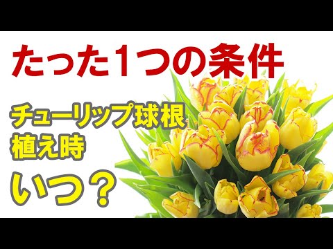 なぜ秋に咲く球根について知っているのですか？花壇には何をいつ植えるべきですか?  庭園
