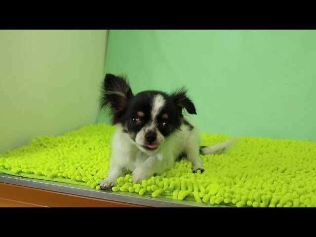 ブリーダー/ショップマロニエケンネル　MARRONNIER KENNELのチワワ・ロングコートで番号が2818です