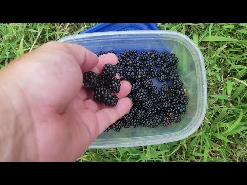 Wild Blackberry Harvesting - Oklahoma