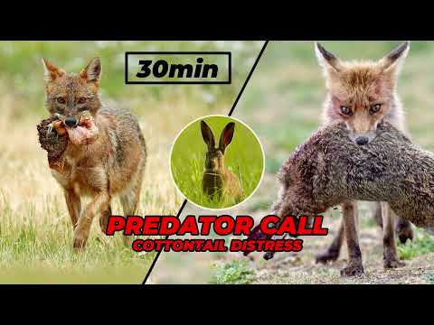 Cottontail distress * predator call sound effects