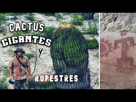 Los CACTUS GIGANTES y Las PINTURAS RUPESTRES en VICTORIA, GUANAJUATO