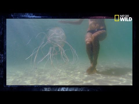 The Box Jellyfish | The World's Most Dangerous Animal