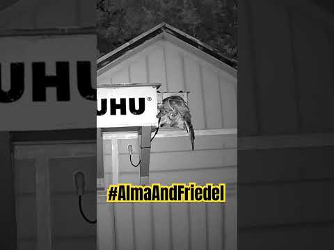 Baby Barn Owls first time outside #almaandfriedel #birds #thisowlhouse