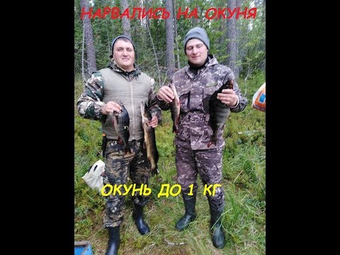 Напоролись на крупного окуня! Бешеный клев окуня и щуки! Рыбалка в Карелии.