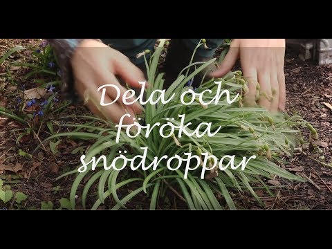 Dela och föröka snödroppar