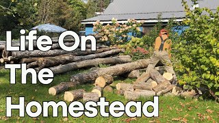Life On The Homestead | A Day In The Life