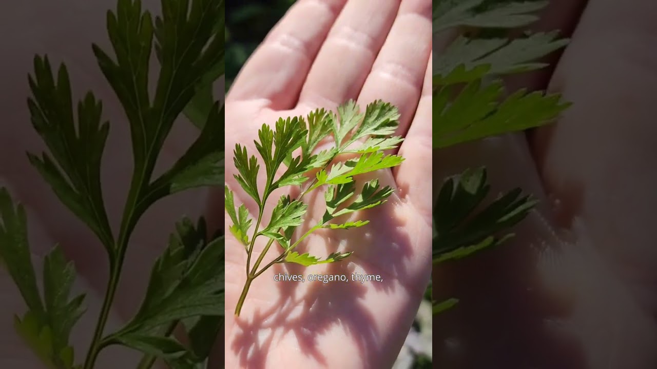 Classic Herbs - Kings Seeds - Herbs Garden