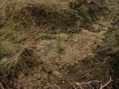 Rätt planteringspunkt