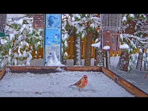 First Common Redpoll Returns To Snowy Feeders In Manitouwadge, Ontario – Nov. 9, 2023