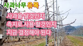 사과나무 유목 열매를 착과 시킬 것인지 측지로 사용 할 것인지 지금 결정해야 된다