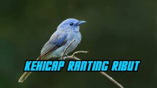 Download lagu Suara Pikat Kehicap Ranting Ribut Paling Ampuh mp3 Download lagu Suara Pikat Kehicap Ranting Ribut Paling Ampuh mp3