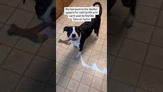 Video preview image #1 American Staffordshire Terrier-Border Collie Mix Puppy For Sale in Huntley, IL, USA