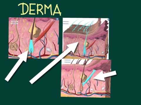 l'apparato tegumetario