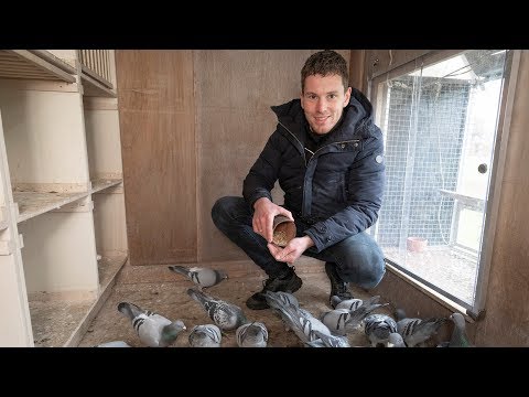 WHZB/TBOTB 2018 Winners - Best Fancier: Christian van de Wetering (with English subtitles)