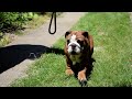 Englische Bulldogge welpen kaufen