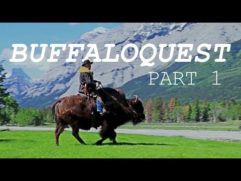 Buffaloquest - Part 1 (The Search for the REAL Guy on a Buffalo)