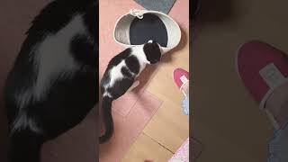#かわいい #cat #ねこのいる暮らし #ねこ #ねこのいる生活 #ねこ動画