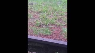 Tiny Elvin and other elemental beings