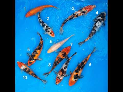 Video pregled koi ribe