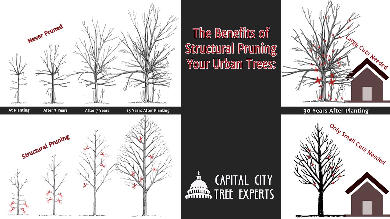 What is Structural Pruning Tree Service?