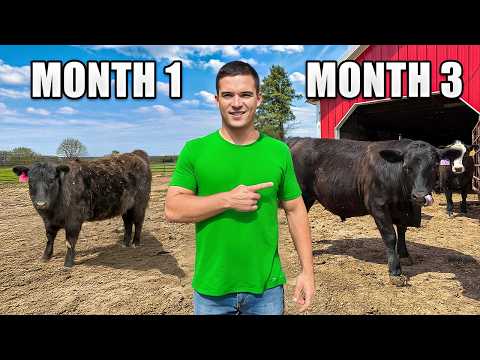 Raising Cattle for 90 days (Start to Finish)