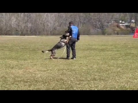 Hedonix vom Konighaus "Ricky" American Schutzhund BTX Routine March 2025