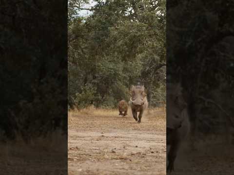 Boar Kicks Dust at a Cougar Like It's Nothing 🐗
