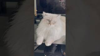 【1歳8カ月】カッコよく成長したゼウスちゃんです