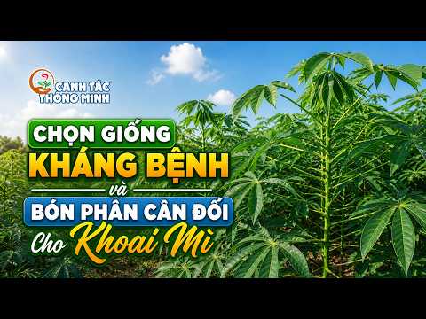 Canh Tác Thông Minh | Chọn Giống Kháng Bệnh Và Bón Phân Cân Đối Cho Khoai Mì 🌾