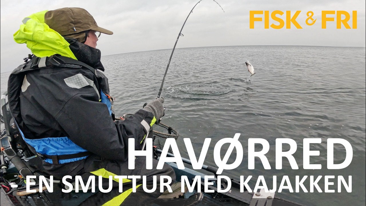 NY VIDEO: HAVØRRED – EN SMUTTUR MED KAJAKKEN