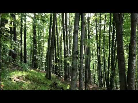 Pădurile frumoase ale Ocolului Silvic Putna din cadrul Romsilva