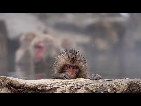 Video Thumbnail: Record crowds at Japan’s hot springs create worries about macaque monkeys' welfare