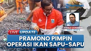 Operasi 'Perang' Ikan Sapu-sapu Dimulai, Pramono Anung Ikut Terjun: Tangkapan di Jakut Tembus 150 Kg