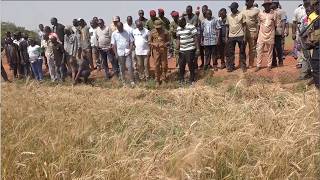 Guiriko : La campagne sèche bat son plein dans les plaines agricoles de Banzon et de Bama
