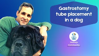 Gastrostomy tube placement in a dog