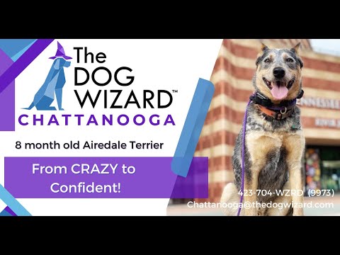 The Dog Wizard Chattanooga video.